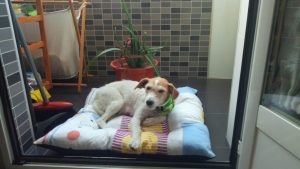 IMG-20190717-WA0038